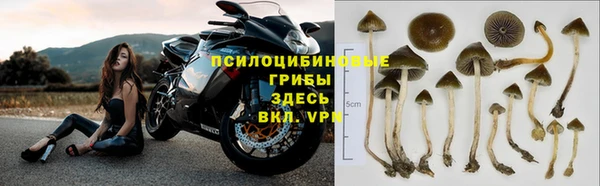 прущие грибы Аркадак